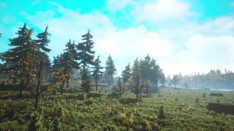 Green trees of the spruce forest Stock-Footage 241715121