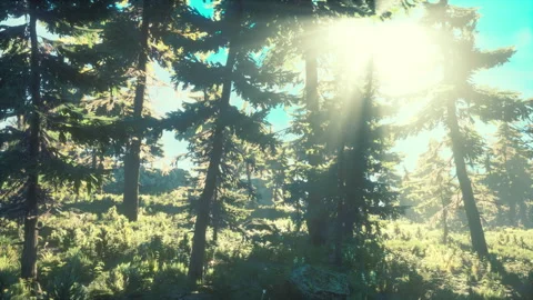 Green trees of the spruce forest Stock-Footage 243166444