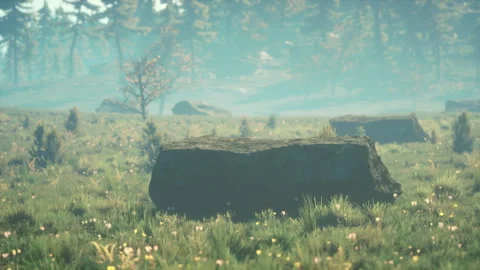 Green trees of the spruce forest Stock-Footage 249816484