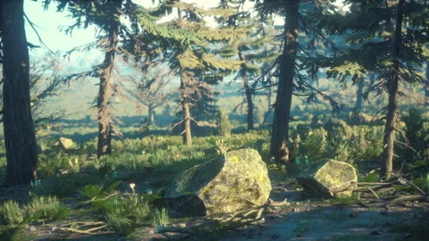 Green trees of the spruce forest Stock-Footage 251563306