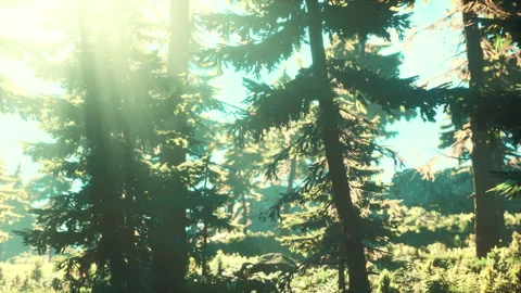 Green trees of the spruce forest Stock-Footage 252885144