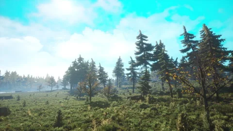 Green trees of the spruce forest Stock-Footage 253301544