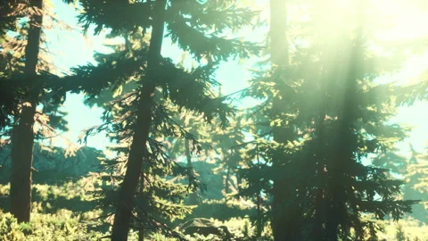 Green trees of the spruce forest Stock-Footage 255285049