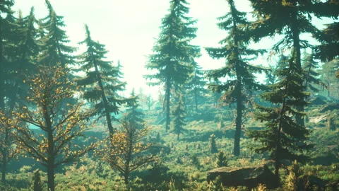 Green trees of the spruce forest Stock-Footage 257436874