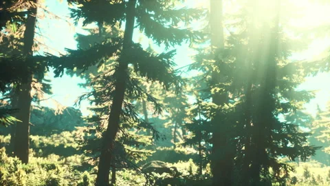 Green trees of the spruce forest Stock-Footage 258046291
