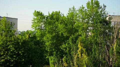 Green trees stagger from the wind Stock Footage 131469268