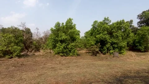 The green trees standing out starkly in the hot afternoon in Tadoba nation Stock Footage 307298092