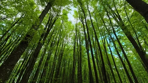 Green trees stretch upward toward a bright blue sky. Jastrebac Mountain, Serbia. Vídeos de archivo 336023990