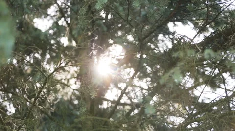 Green trees in summer Stock Footage 63863093