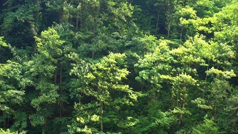 Green trees summer forest during wind background Stock Footage 76349334