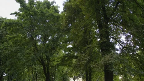 Green trees in the summer park Stock-Footage 158755114