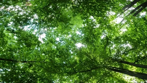 Green trees sun beams through forest. Stock Footage 196873414