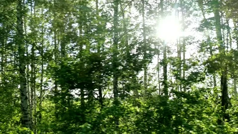 Green trees sun movement. Stock Footage 232792321