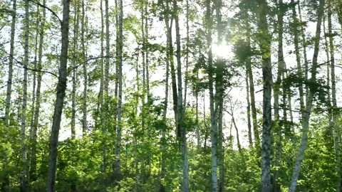 Green trees sun movement Video stock 232792342