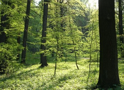 Green trees in sunlight Stock Photos