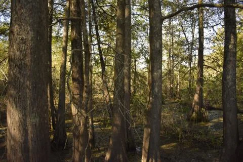 Green trees with sunlight 스톡 사진
