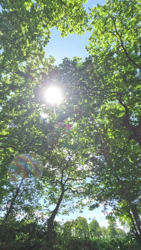 Green Trees On a Sunny Day Stock Footage 310311712