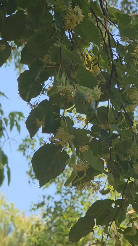 Green Trees in Sunny Public Park, Summer Nature Landscape Stock Footage 337304544