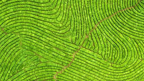 Green trees. Sunset. Nature. Aerial video. High mountains. Sochi. Macesta tea Vidéo 162257953