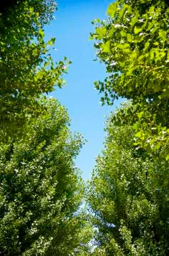 Green trees with sunshine Stock Photos