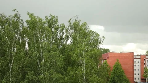 Green trees sway in a strong wind near brick apartment. Видео 336868845