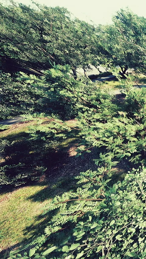 Green trees sway in sunlight at a park during a bright day Stock Footage 338381670