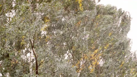 Green trees swaying in the stormy wind Stock Footage 149794827