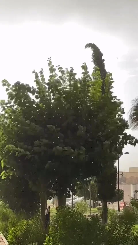 Green Trees Swaying in Strong Wind During Heavy Rain Stock Footage 342265027