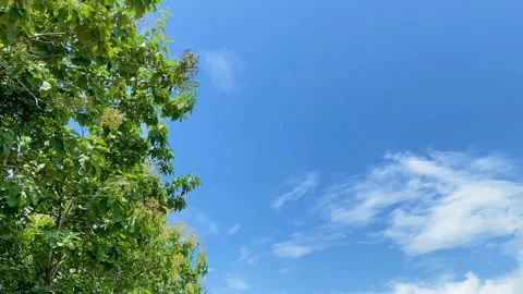 Green Trees Swaying Under Clear Blue Sky Stock Footage 327771194