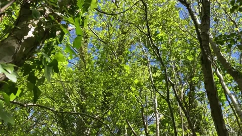 Green trees swaying in the wind in a bright dense wood Stock Footage 166031792
