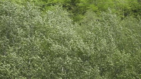 Green trees swaying in the wind Stock-Footage 72504627