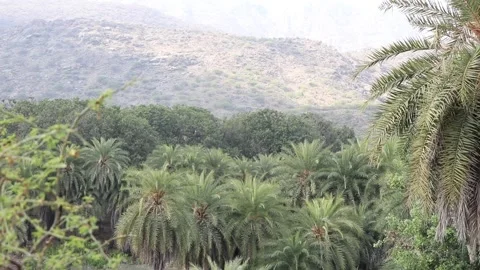 Green trees swaying in wind. Video stock 170240644