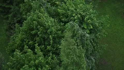 Green trees swaying in the wind from a high vantage point Vídeo Stock 312097723