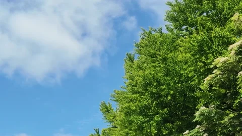 Green trees swaying in the wind under blue sky Видео 337226877