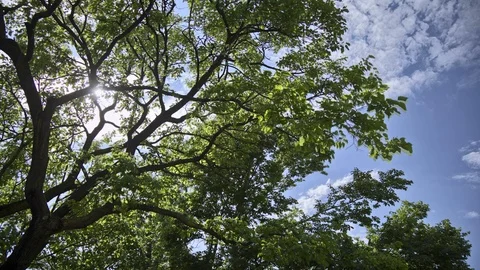 Green Trees Timelapse Stock Footage 98500750