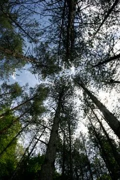The green trees top in forest, blue sky and sun beams shining through leaves  Fotos Stock