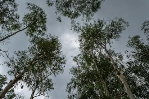 The green trees top in forest cloudy sky and sun beams shining through leaves Foto stock
