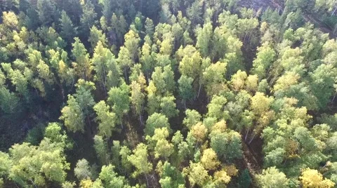 Green trees top view Stock Footage 68812129