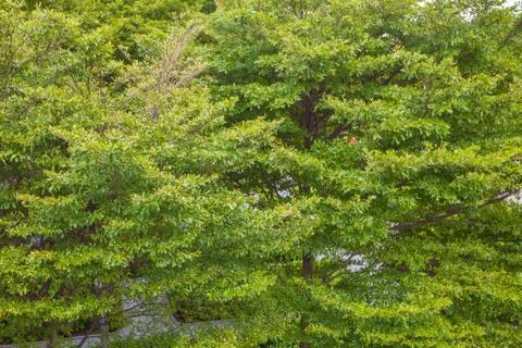 Green trees top view Stock Photos