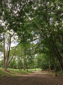 Green trees trail perspective view Stock Photos