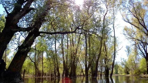Green trees (tree trunks) during the spring high water in the Danube floods Stock Footage 100988868