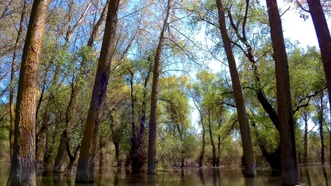 Green trees (tree trunks) during the spring high water in the Danube floods Stock Footage 100988873