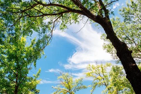 Green trees under blue sky at Seoul forest park in Korea Stock Photos
