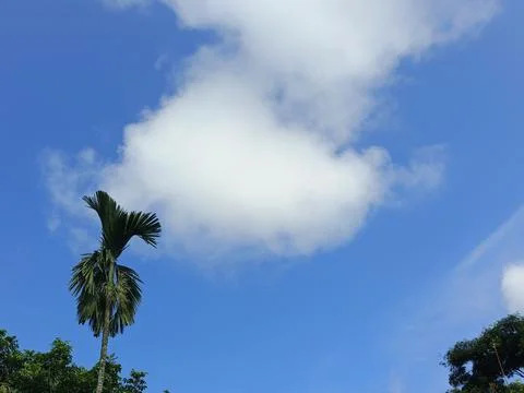 Green Trees Under Blue Sky And White Clouds Nature Photography Landscape Ph Fotos Stock