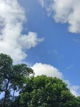 Green Trees Under Blue Sky And White Clouds Nature Photography Landscape Ph Fotos Stock