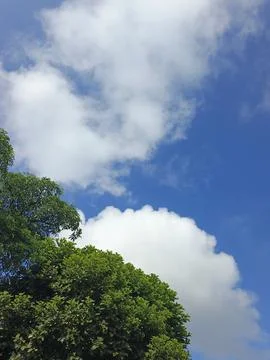 Green Trees Under Blue Sky And White Clouds Nature Photography Landscape Ph Stock Photos