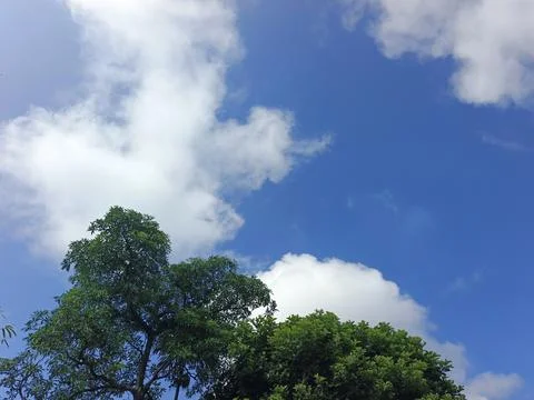 Green Trees Under Blue Sky And White Clouds Nature Photography Landscape Ph Fotos Stock