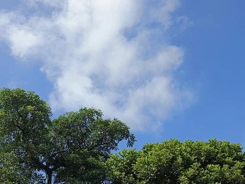 Green Trees Under Blue Sky And White Clouds Nature Photography Landscape Ph Stock Photos