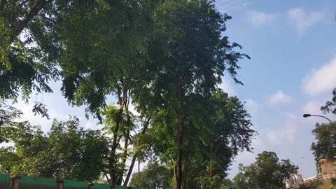 Green Trees Under Clear Blue Sky in Urban Area 動画素材 308565365