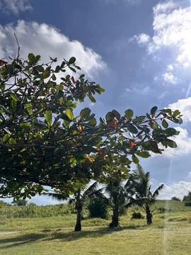 Green Trees Under Clear Blue Sky with Fresh Grass Stock Photos